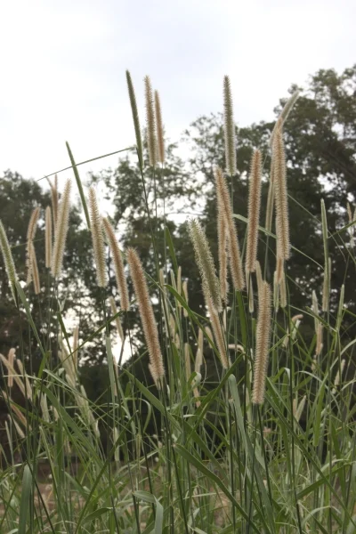 Nekkid Fountain Grass