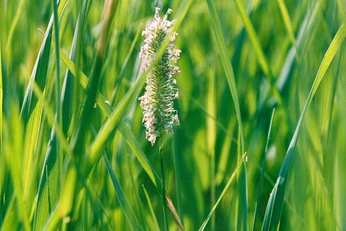 Timothy Grass