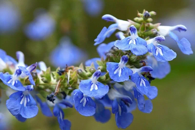 Bog Sage