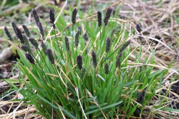 Blue-Green Moor Grass