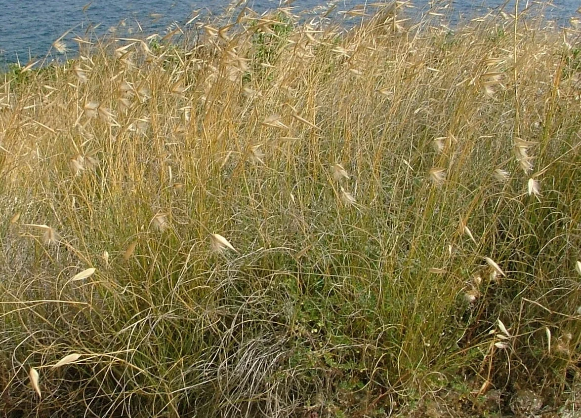False Esparto Grass