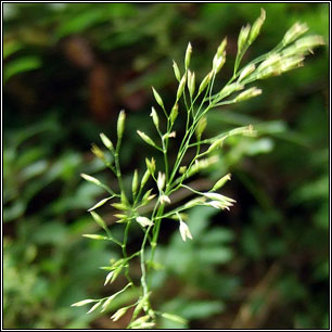 Wood Fescue