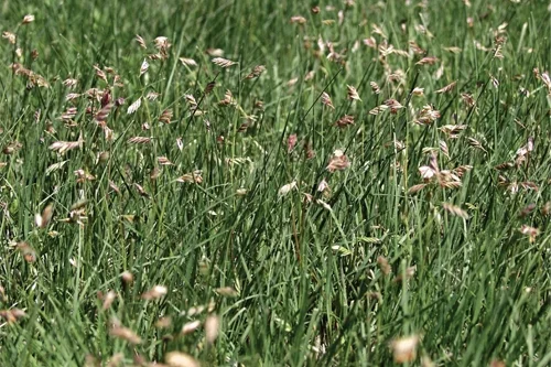 Male-flowering Buffalo Grass