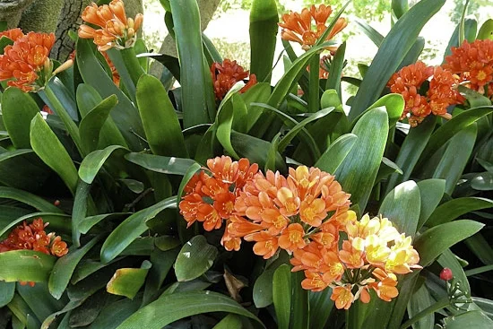 Kaffir Lily