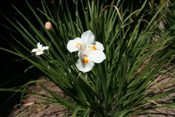 Orange Drop Fortnight Lily