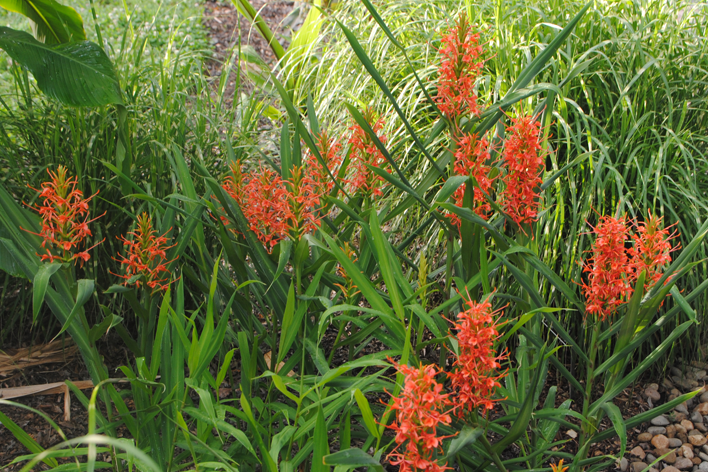 Red Ginger Lily