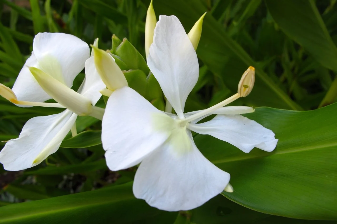 White Ginger Lily