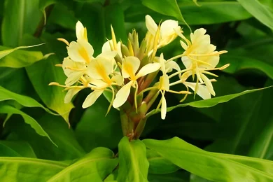 Yellow Ginger Lily