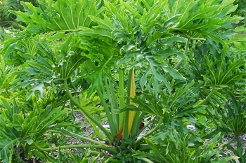 Tree Philodendron