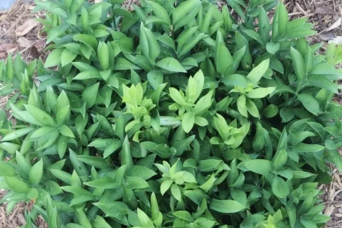 Butcher's Broom
