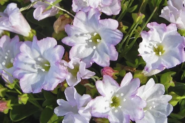 Creeping Falkia
