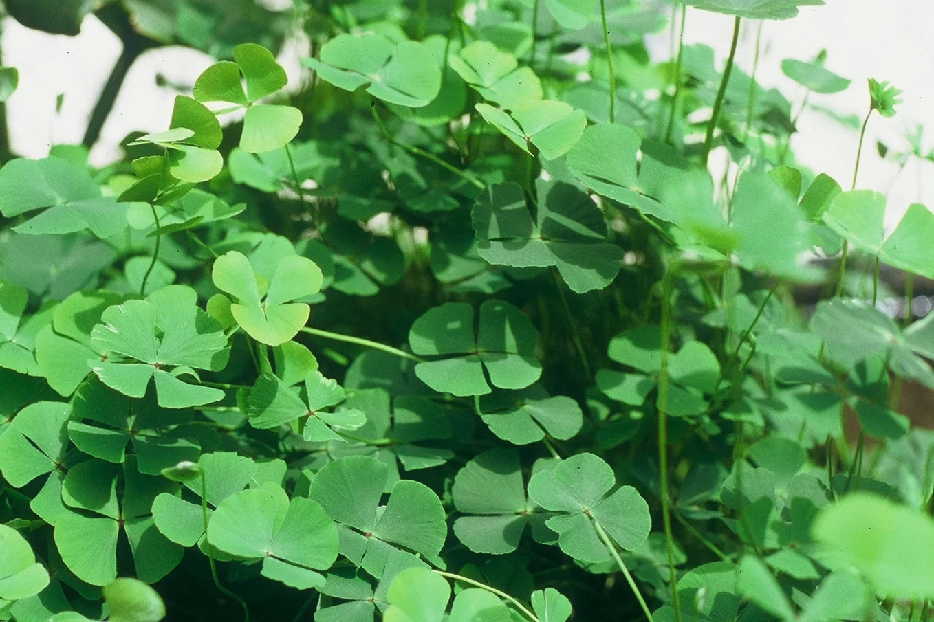 Water Clover