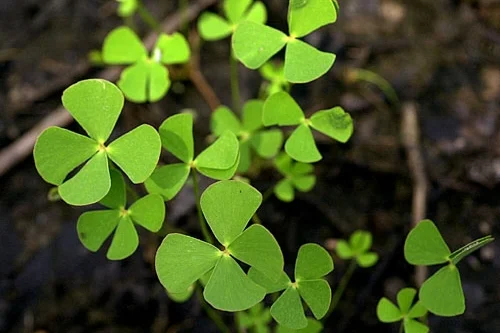 California Marsilea