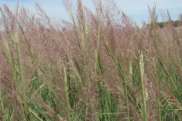 Pink Flamingo Muhly