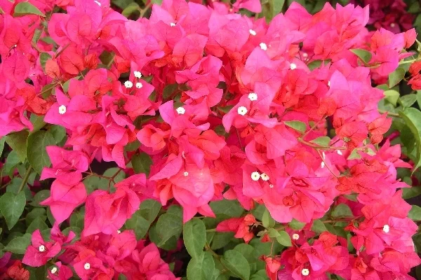 Bougainvillea