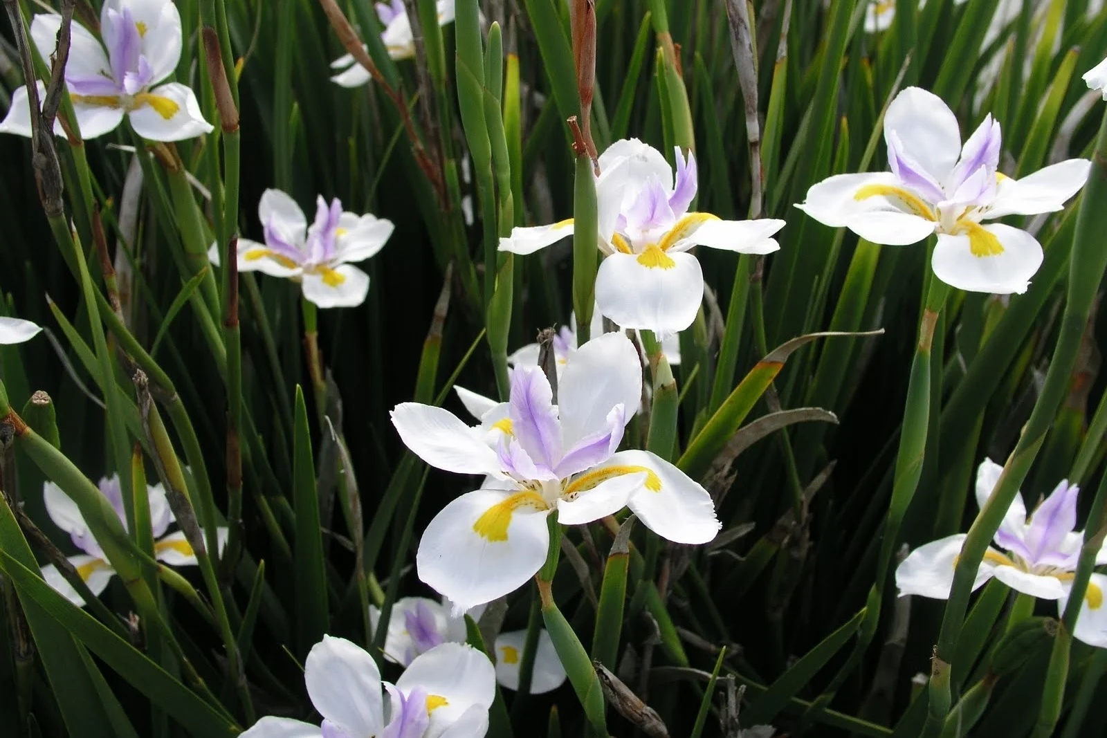 Large Wild Iris