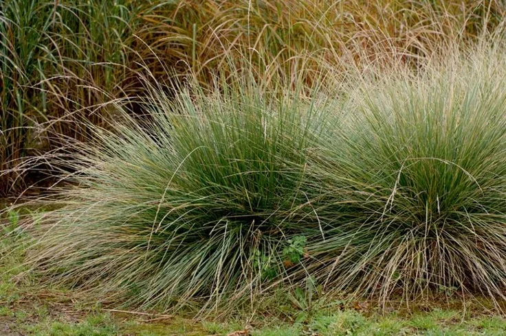 Atlas Fescue