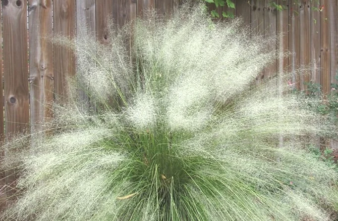 White Cloud Muhly