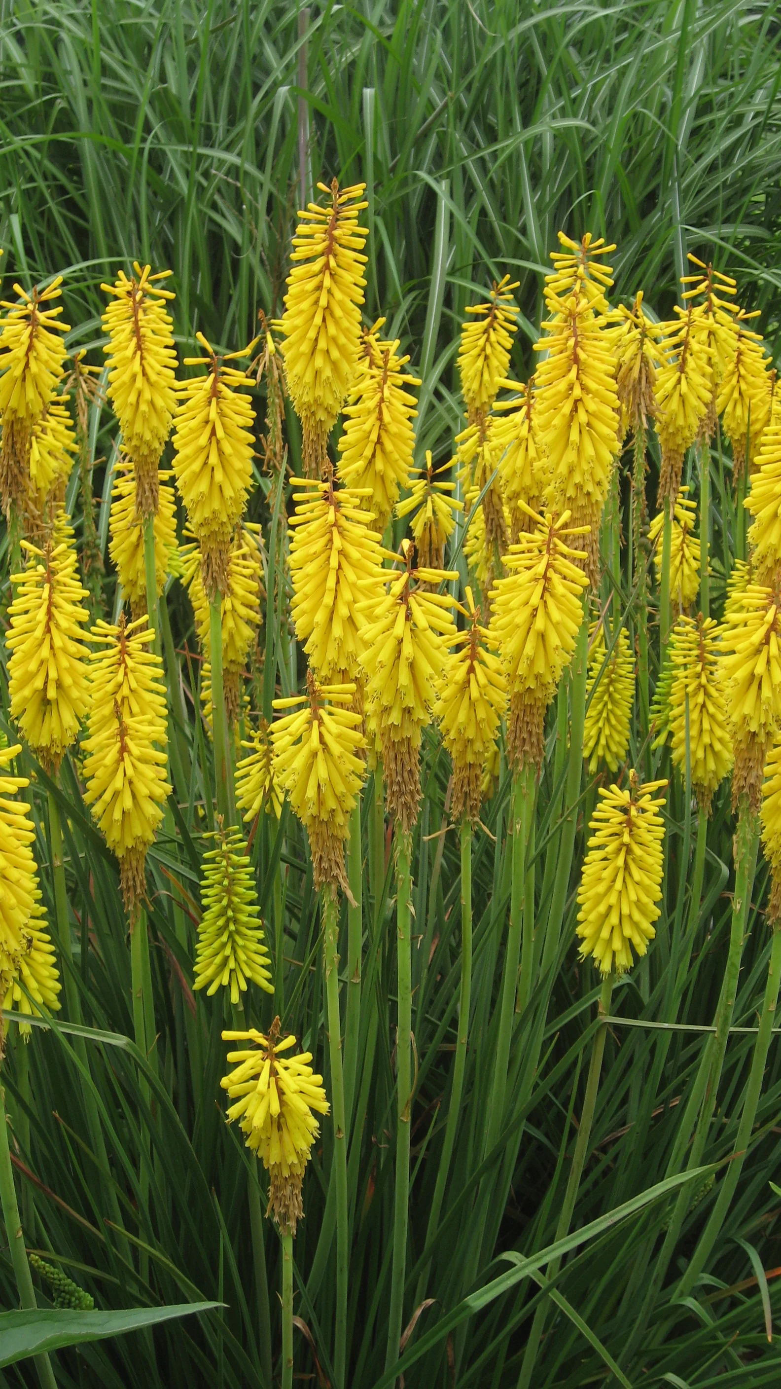 Dwarf Yellow Poker