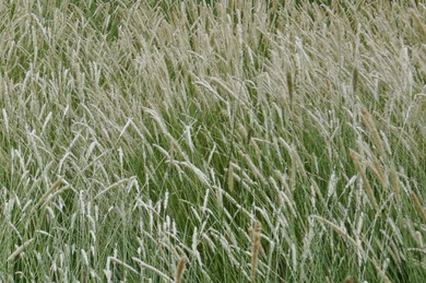 Slender Veldt Grass