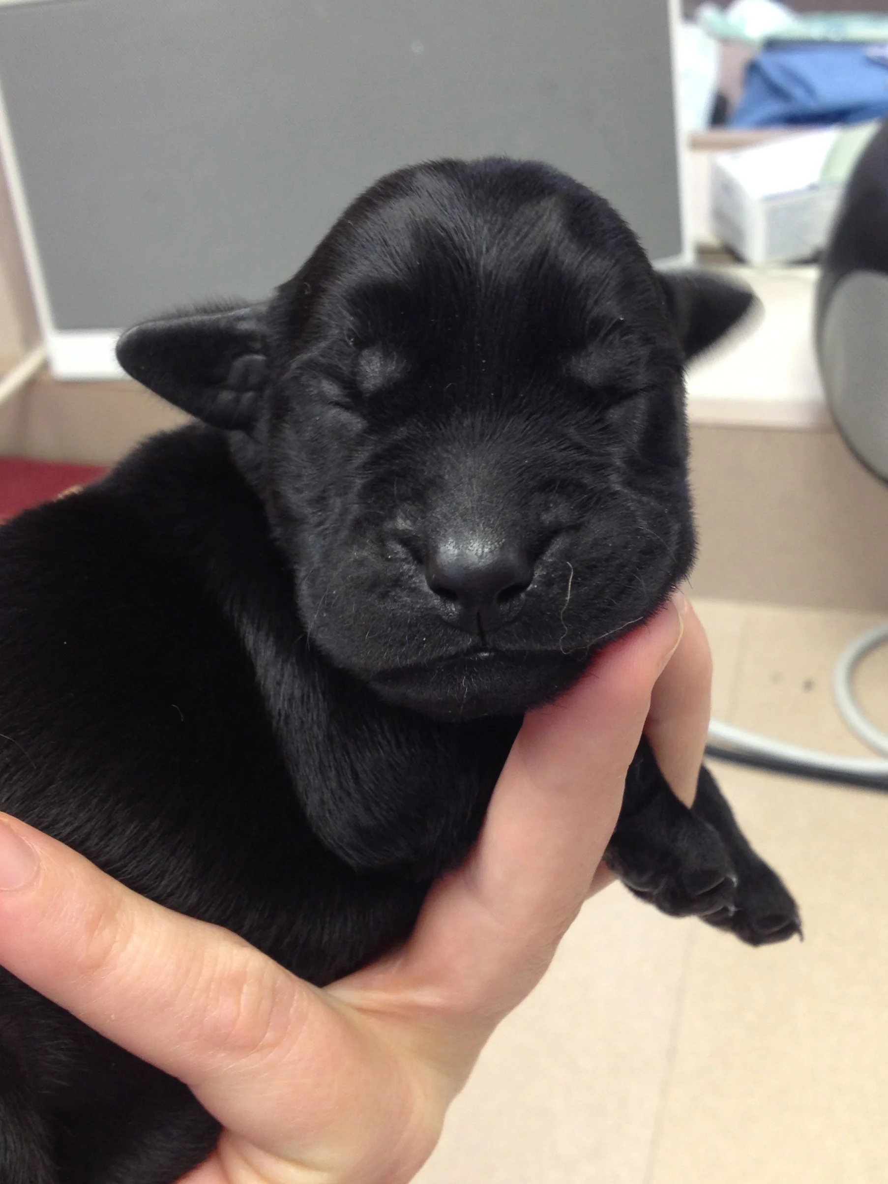 Sawyers Pup