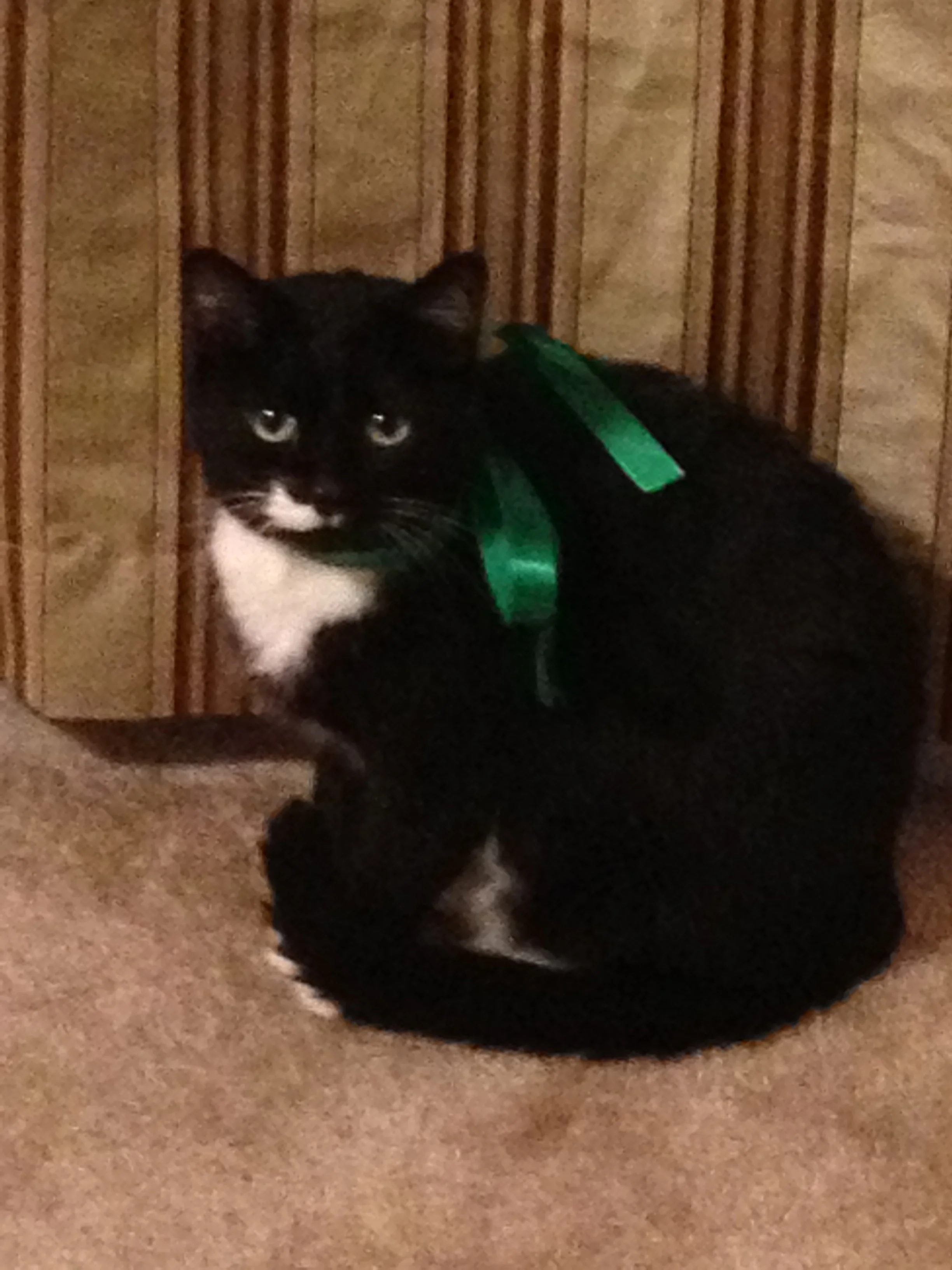 Missy Mae