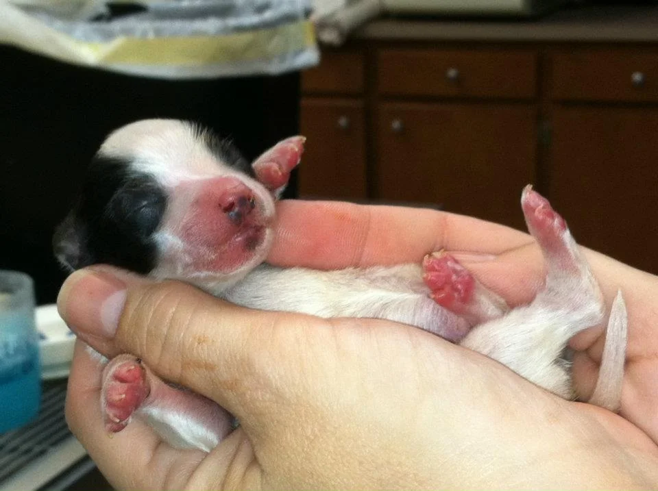 Pewitt Pup