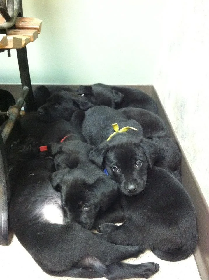 Crook Puppy Pile