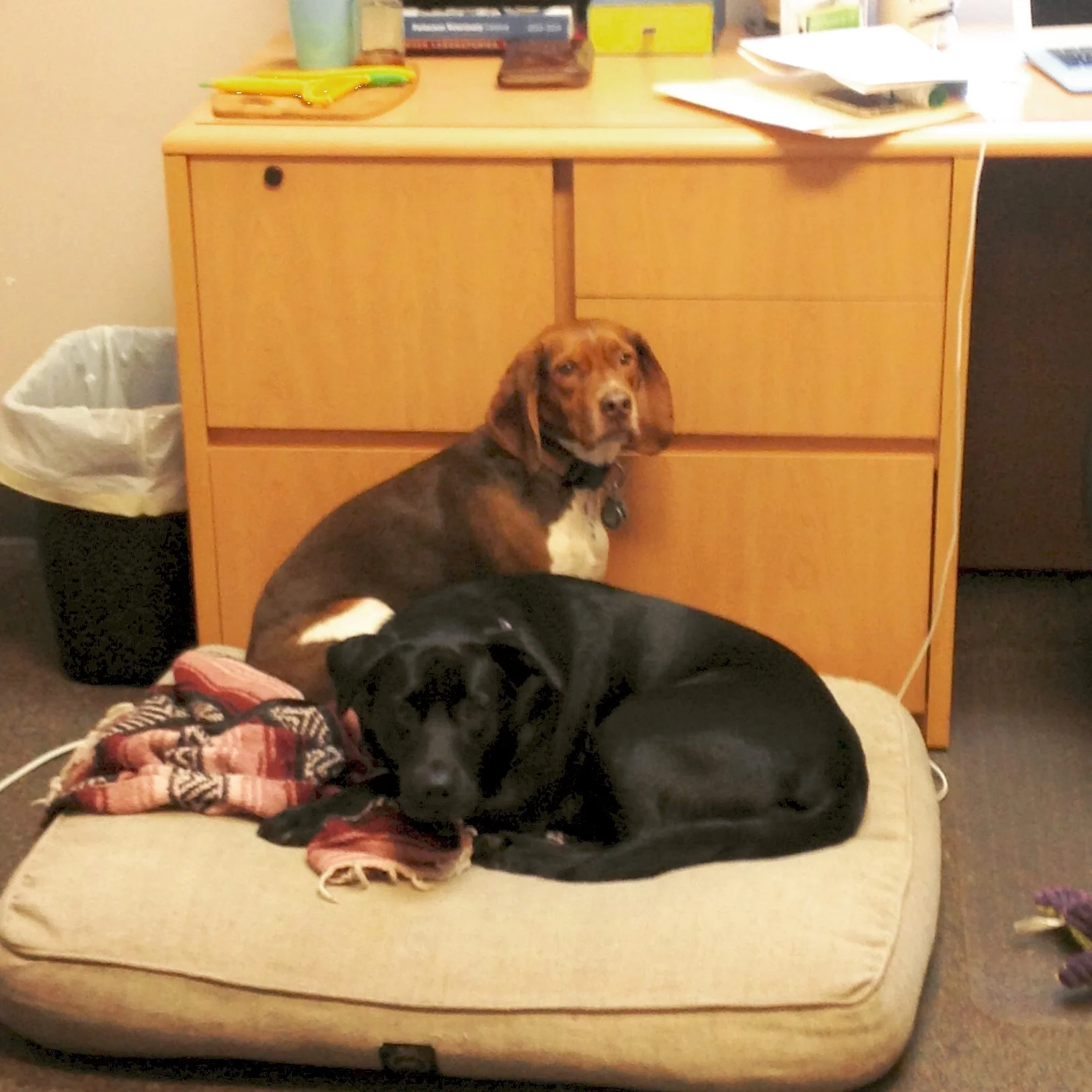Barney and Bridget