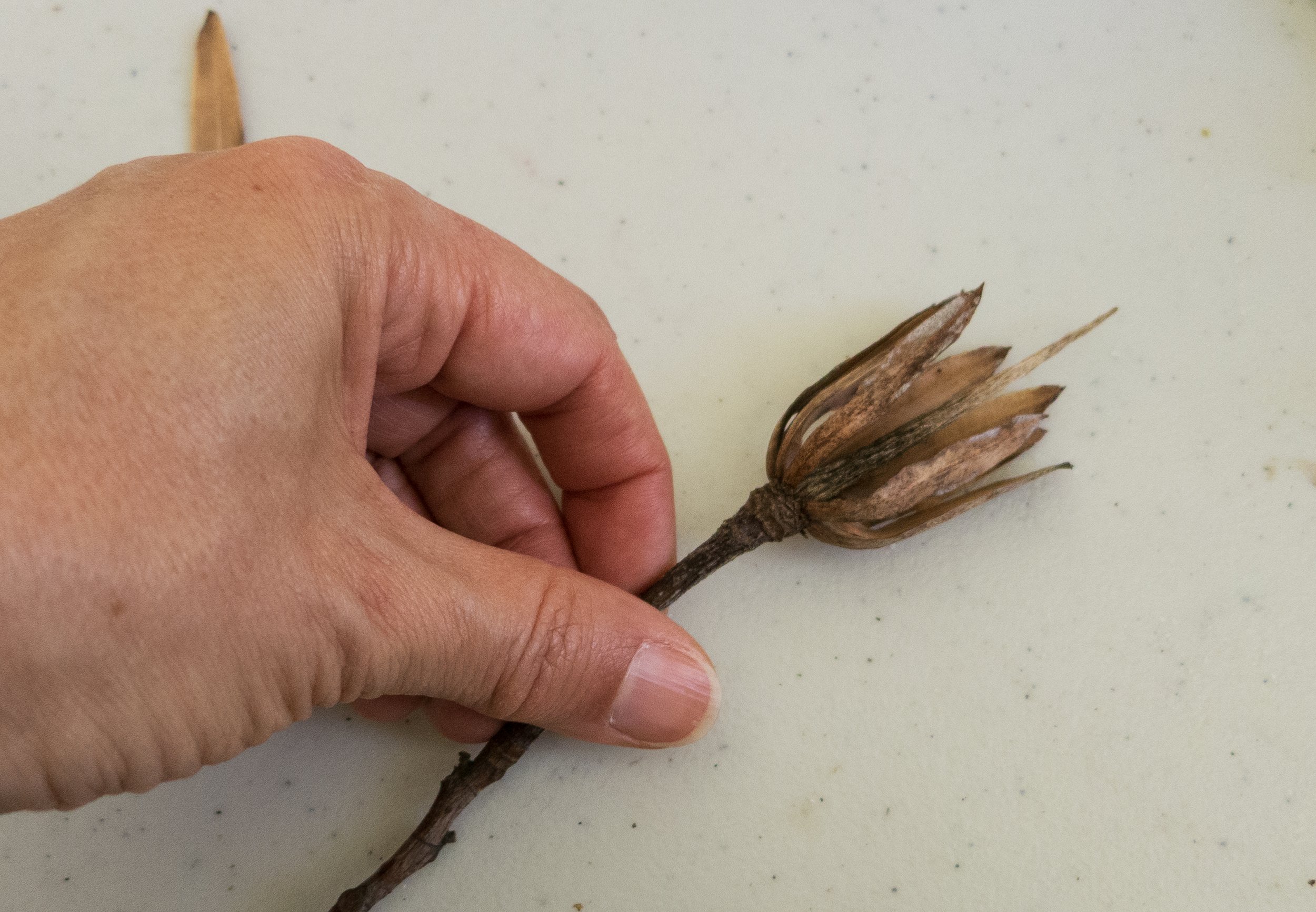 Fluyendo en el espacio con Ginger Blonde_TatianaArocha 002.jpg