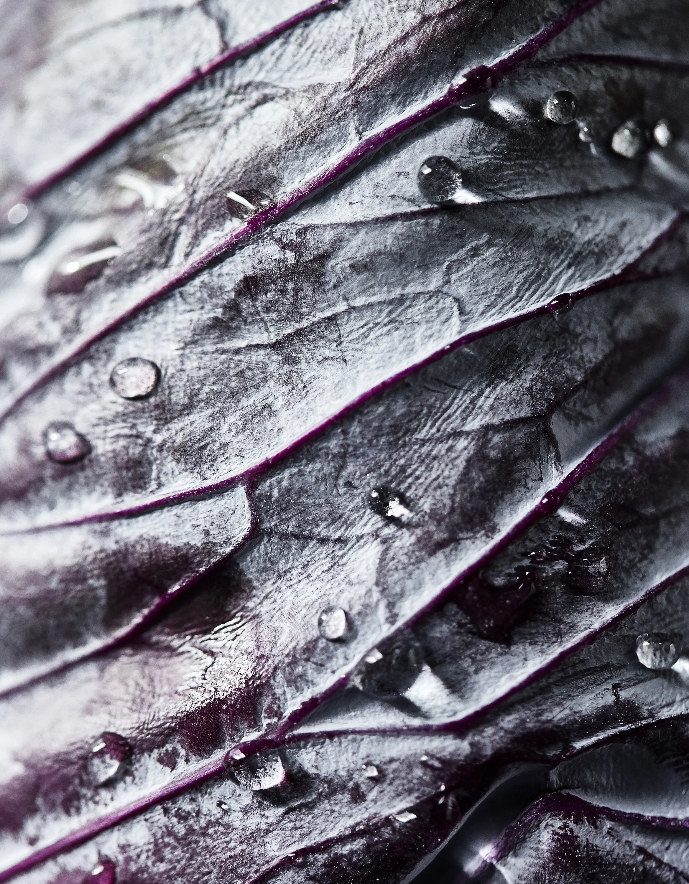JR_am_Cabbage_03052019.jpg