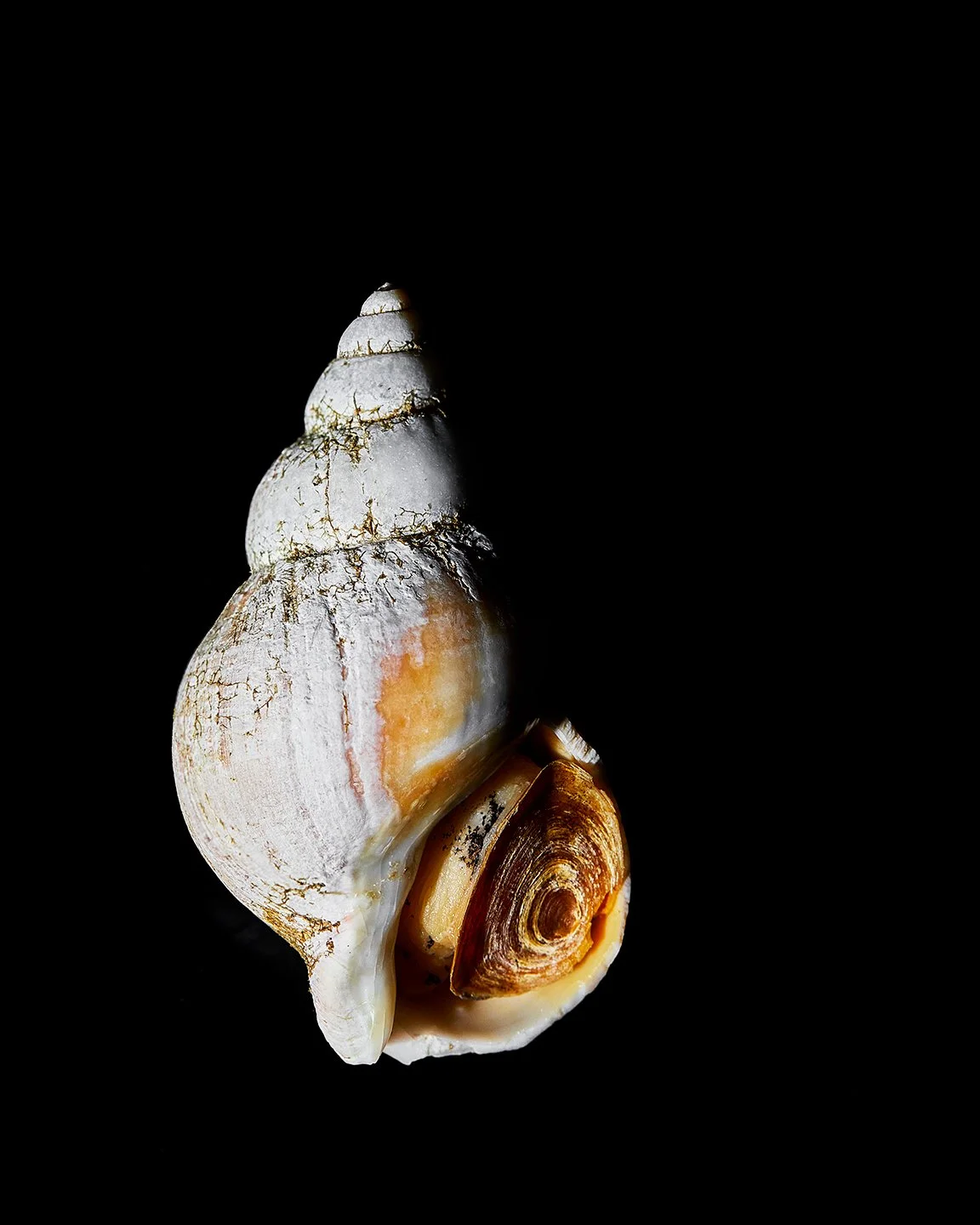 AsianCuisine_Whelk_02_January_2022.jpg