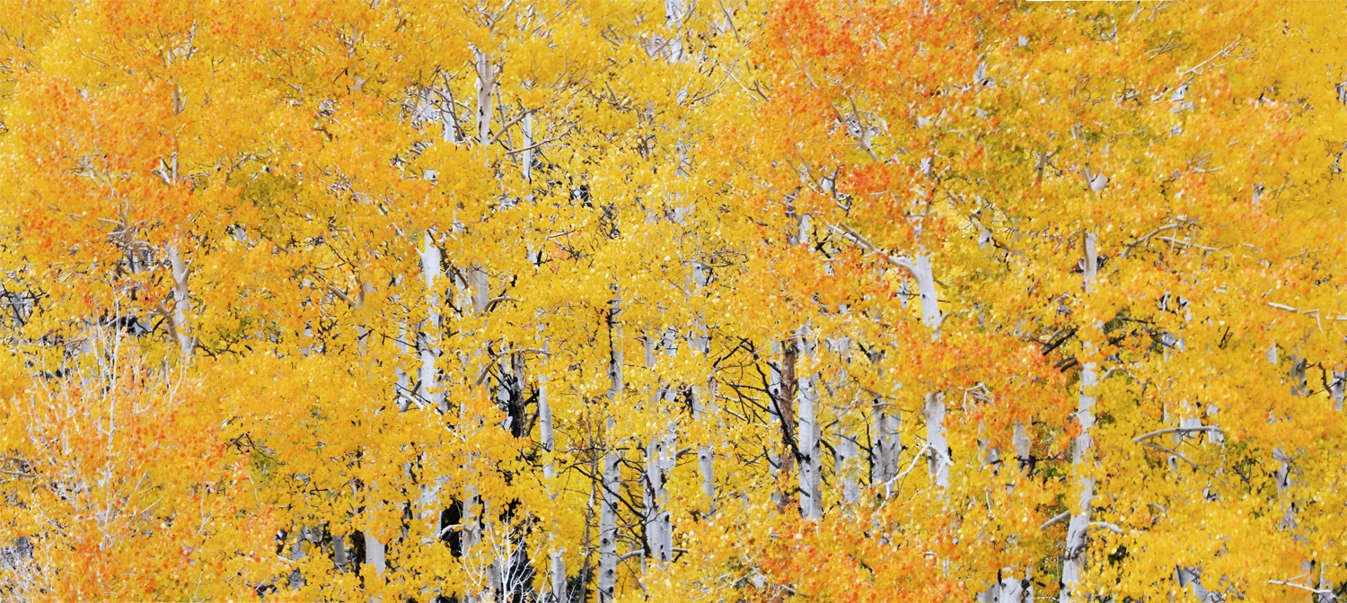 Aspen, Aspen, Aspen