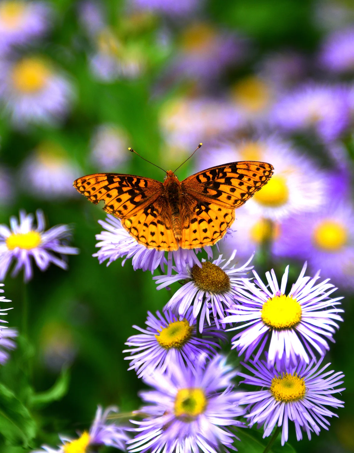 "Butterfly pauses on some Purple Asters" near Twin Ponds, Fishlake National Forest, Utah