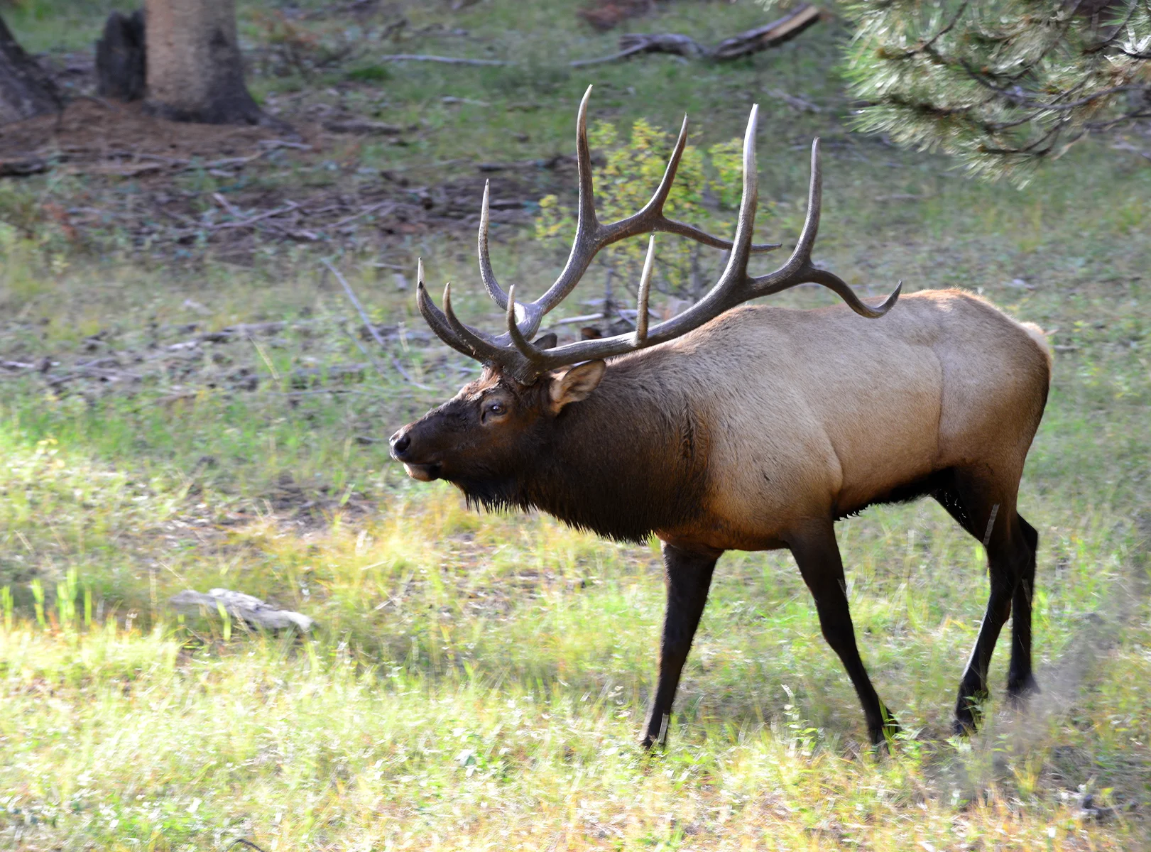 "Big 6" at Rocky Mountain National Park fall of 2013