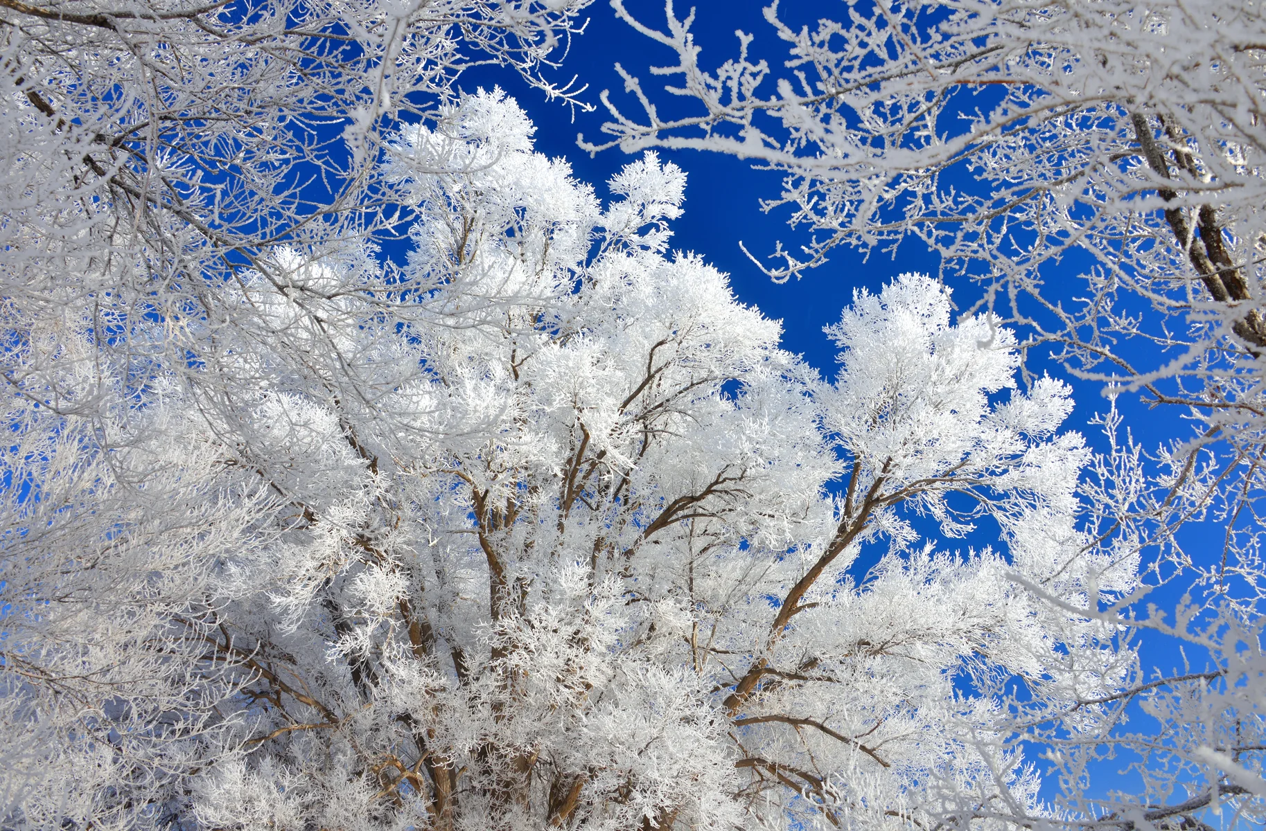 Cold winter morning after a foggy night in December 2013 near our home west of Salina, UT