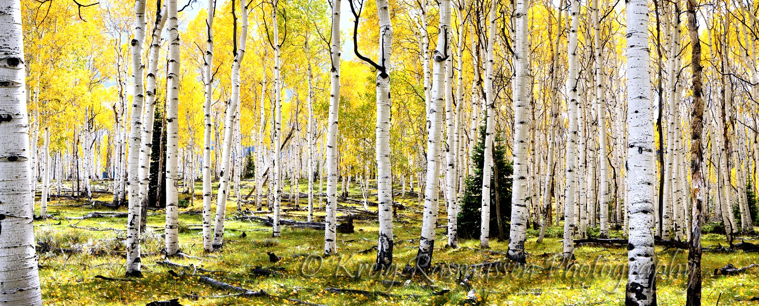 Autumn Aspen on a Sunny Day