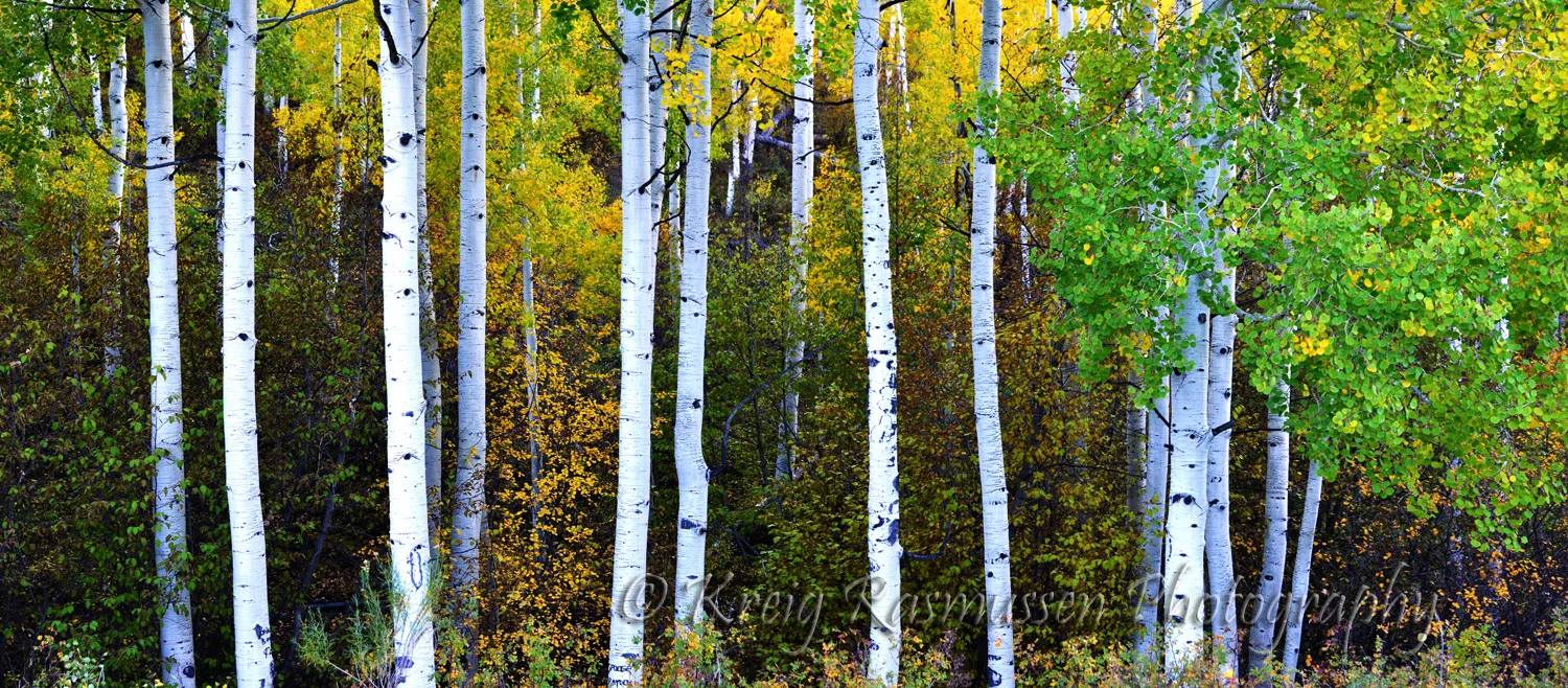 Gooseberry Aspen
