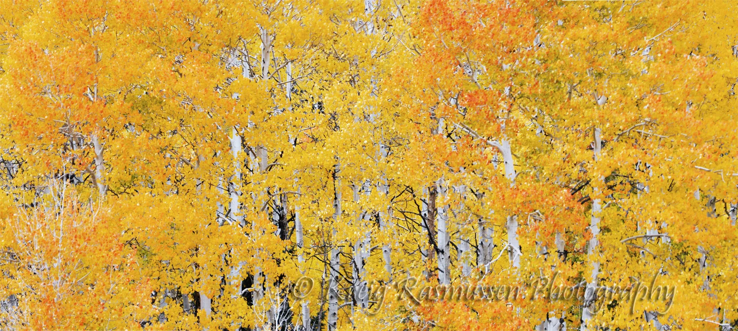 Leafy Treetops1 Final PTO.jpg