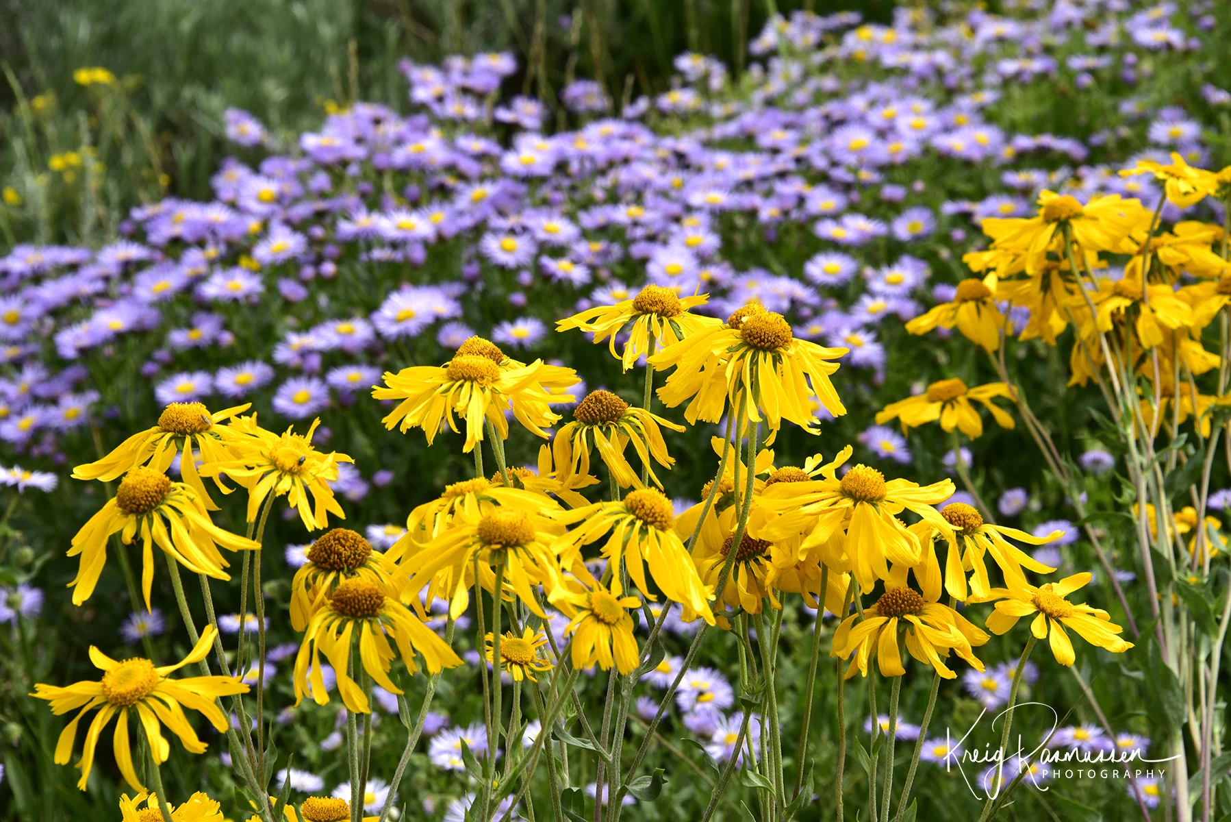 Orange Sneezeweed and Purple Aster Flowers at Salina Reservoir in the upper Gooseberry drainage east of Salina, Utah