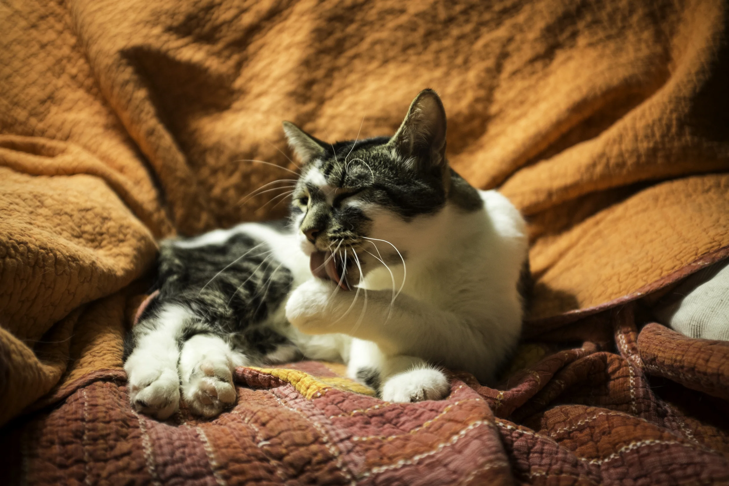 Cute, yes? In five seconds he's about to look up in contemplation and start licking his butthole.