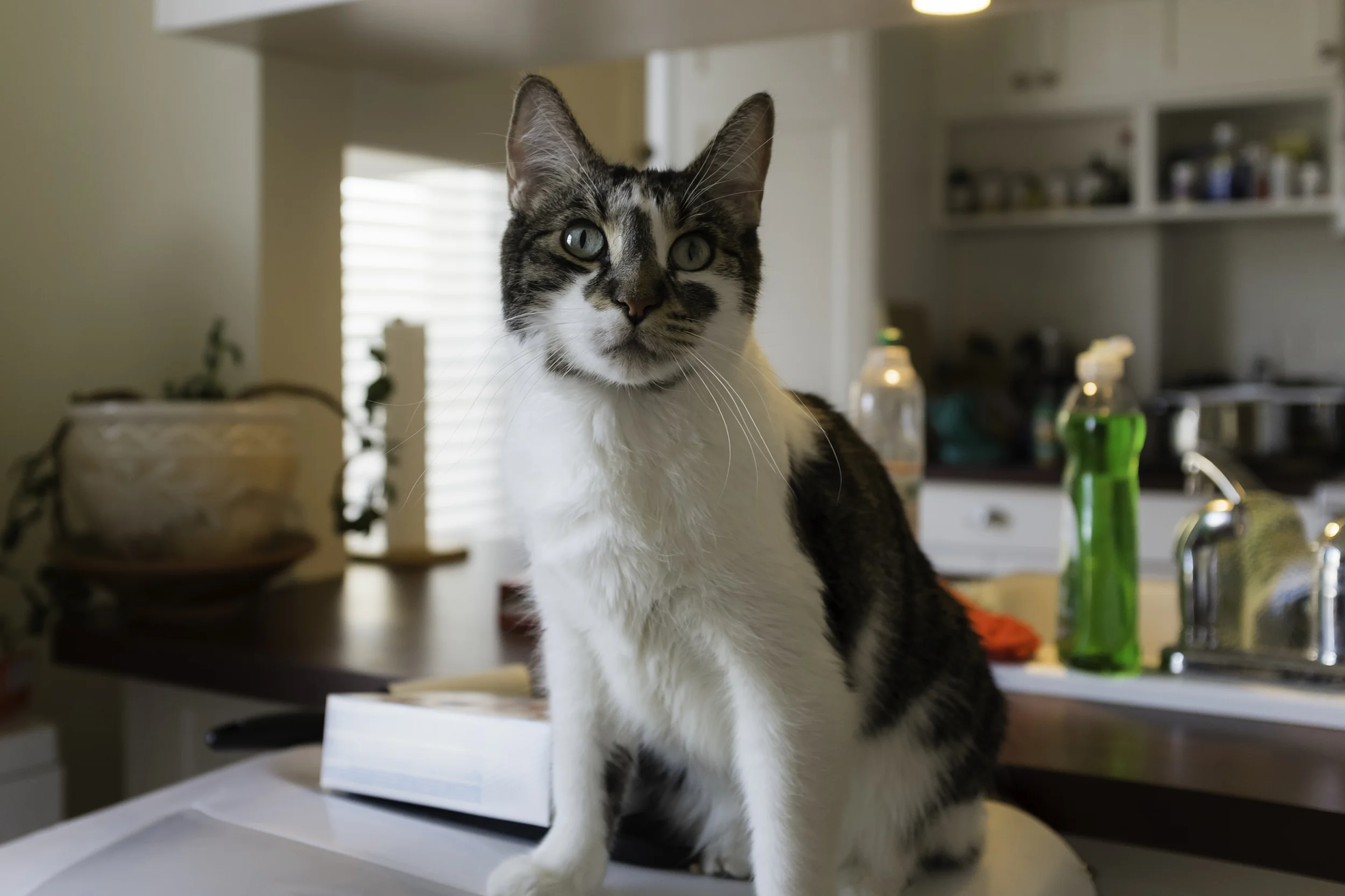 dishwasher cat 2.jpg