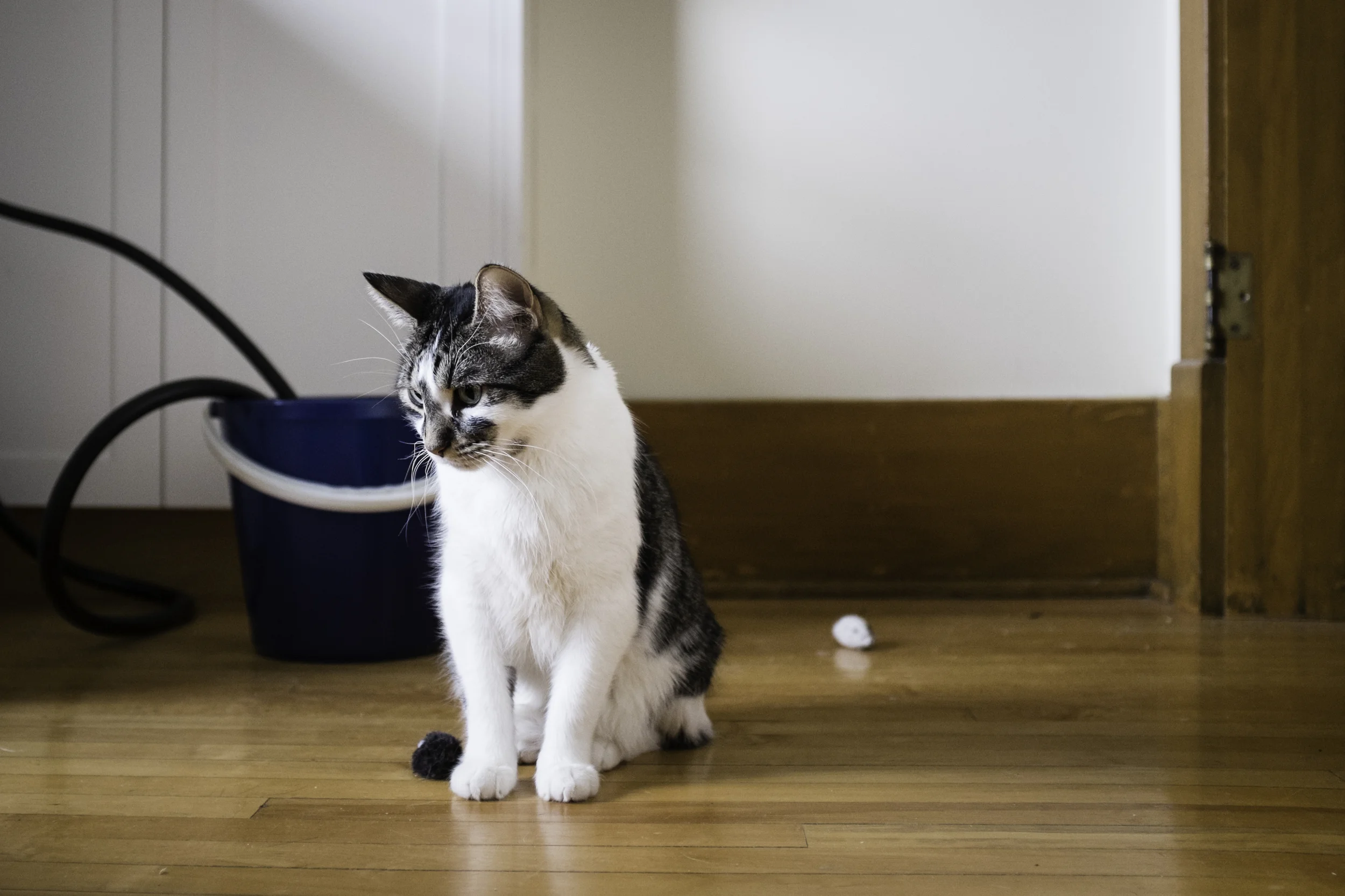 kitty.jpg
