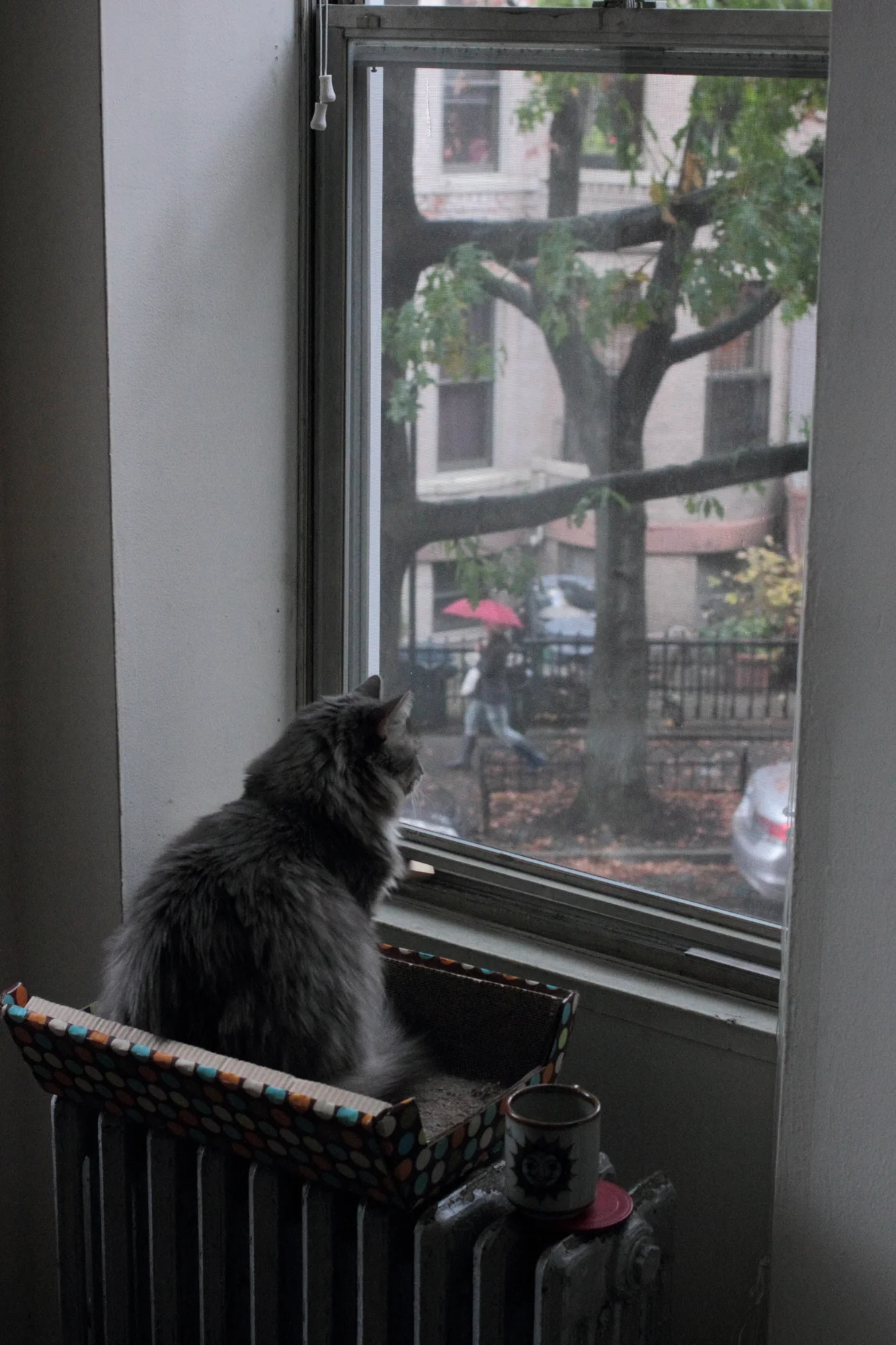 double radiator cat bed