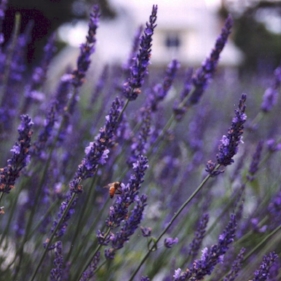 Sunshine Lavender Farm Hurdle Mills, NC www.sunshinelavenderfarm.com