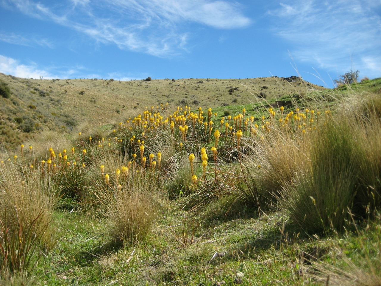  The Pisa Range above the house, about 850 m elevation  