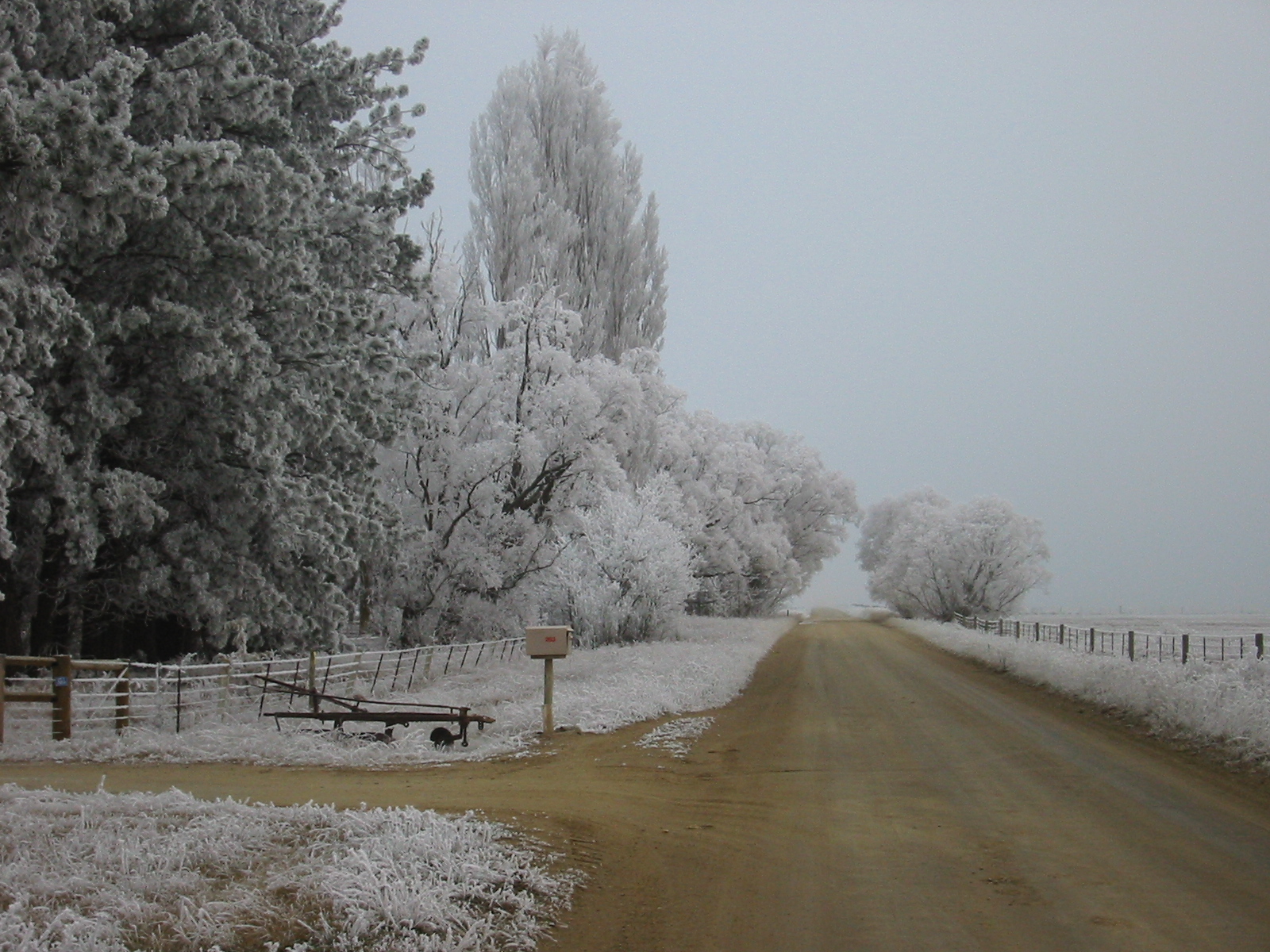  Hoar frost in the Ida Valley 