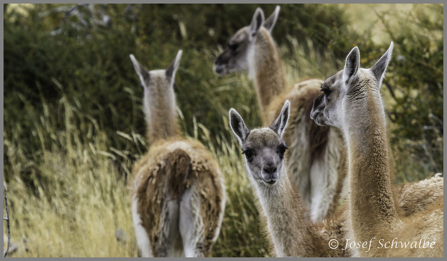 Patagonia08.jpg