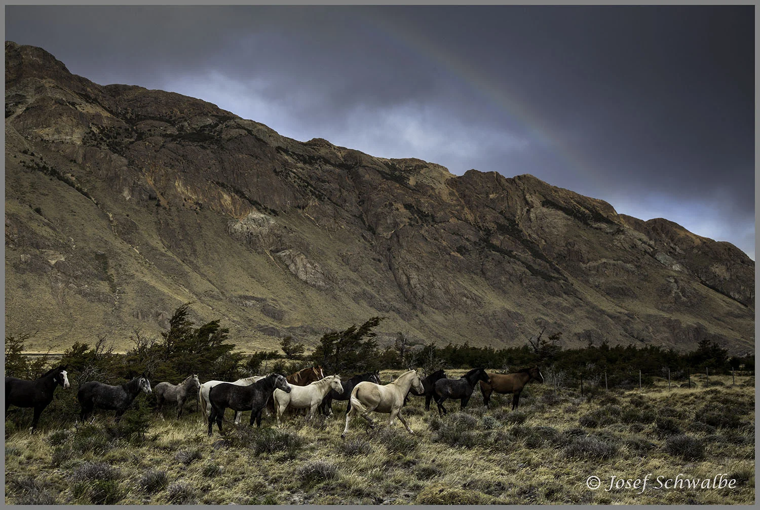 Rainbow Horses