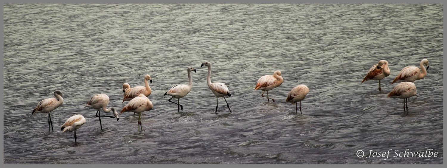 Flamingo Meeting